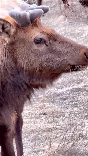 Growth up close. This bull’s new antlers will be growing an inch a day!  #photography #wildlife #nature #reels #foryoupqageシ #fyp #estesparkcolorado #bullelk #elk | Lion Families | Facebook
