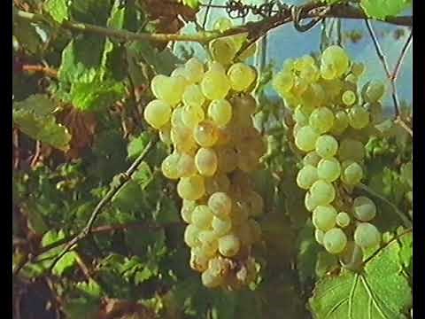 Birth of Europe: Trade cities and the land-locked sea