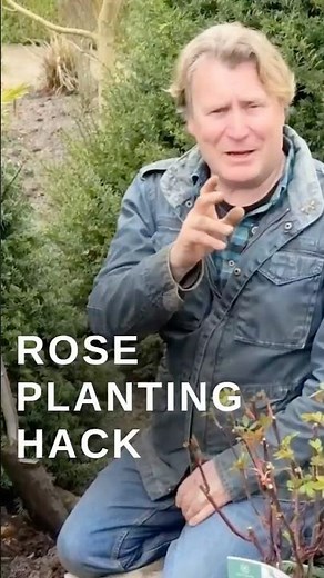 This Simple Rose Trick Gets Them Climbing Faster #gardening #roses #gardeningtips