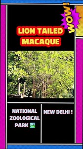 Lion Tailed Macaque 🦁: Rare Encounters in Western Ghats Rainforest
