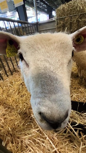 🤍 Venez avec nous, découvrir le @salondelagriculture et le stand de la Seine-Maritime, où le neufchâtel, fromage incontournable du département est à l’honneur pour cette édition ! #salondelagriculture #neufchatel #seinemaritime #shareseinemaritime #fromage
