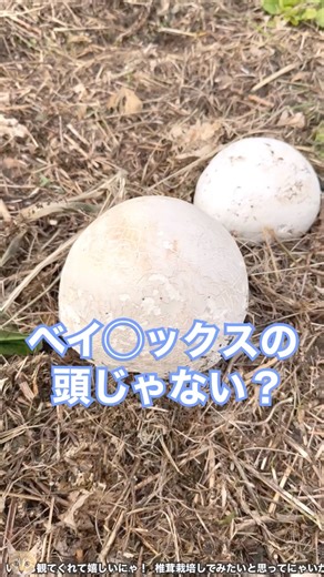[Mysterious Mushroom] A mushroom that looks like Bay ◯x has grown 🍄‍🟫 #shorts