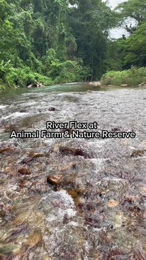 How to beat the summer heat. We’ve got you covered. Visit our website for our full list of offerings at Animal Farm & Nature Reserve 🇯🇲 #summervibes #vacationactivities #thingstodoinjamaica #visitjamaica #explorejamaica #thisisjamaica🇯🇲 #jamaicalandwelove #riverflex #traveljamaica #destinationjamaica #animalfarmjamaica #CapCut