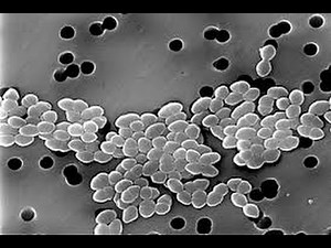 Medical Index - Enterococcal infections Update