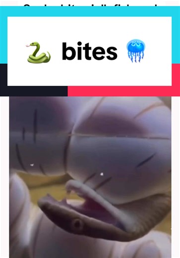 Snake Bites Jellyfish: The Unexpected Reaction