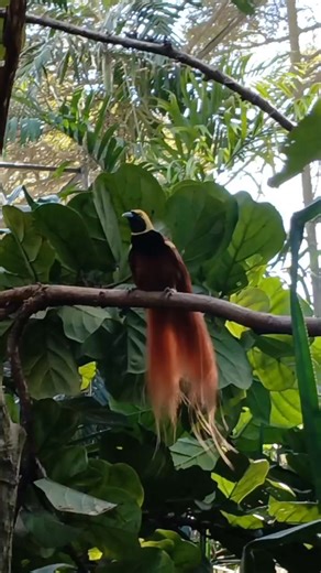 624K views · 20K reactions | Bird of Paradise photography tours in Papua New Guinea with local birding guide Mr Daniel Wakra www.newguineanaturaltours.com.pg WhatsApp +67576880978 #birdphotography #birdwatching #birdingtours #birdlovers #tourism #travelling #travelagents #pngbirding #pngtravel | New Guinea Natural Tours | Facebook