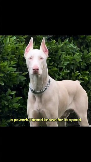 There's a Reason Criminals Fear This Dog #doberman