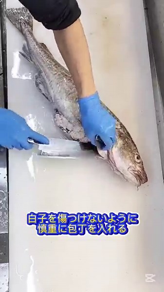 タラ捌き【スイスイ捌く方法】 #タラ捌き方 #タラ白子 #鱈