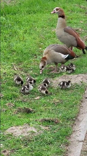 Wild Goose , baby geese protected by parents #goose #ducks #duckrescue #geese #goosegooseduck