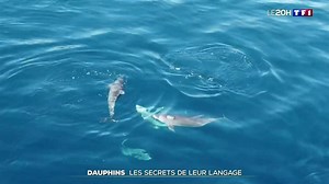 Dauphins : les secrets de leur langage