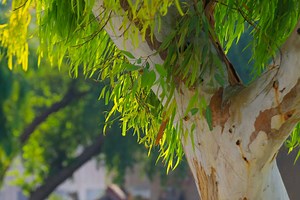 Teak vs. Eucalyptus: The Key Differences
