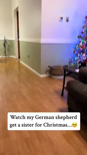 145K views · 5.1K reactions | German shepherd REACTION to NEW SISTER ❤️ #germanshepherd #shorts #fblifestyle | Zeus | Facebook