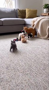 Munchkin’s Jump Rope Tease: Kittens Tangled in Fluff Trap Tumble! Rope Chaos 😂🐱🪢 #PetRopeFail