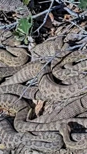 Have you ever seen what a rattlesnake den looks like? Well, there's a livestream for that. | USA TODAY