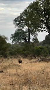1.8K views | Lions Chasing Each Other. Literally, A Coup (In The Lion World) Happening Right In Front Of Us. Video by @thabs.on.safari #lion #lionsofinstagram #cats #bigcats #bigcatsofinstagram #cats_of_world #catsofinstagram #safari #wildlife #wildlifephotography #wildlifeonearth #videooftheday #wildlifeofinstagram #wildlifeonearth #wildearth #southafrica | Joy Safari Bay | Facebook