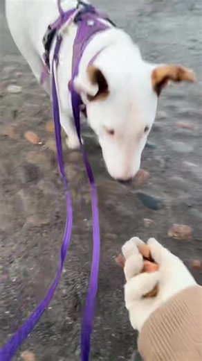 @alpha_b_dog_training on Instagram: "✨ This week at Alpha B Dog Training has been full of progress and brilliant dogs! 🐾 🤍 Cece – English Bull Terrier | Walk & Train Worked on reactivity and lead manners with positive interrupters and decompression time. 🖤 Bhodie – Labrador Puppy | Walk & Train Practised basic positions, lead walking in busy areas, exposure to birds, and a café visit. 🩶🤍 Luna – Doberman | Walk & Train Maintained loose lead walking, neutrality around dogs/people, and café co