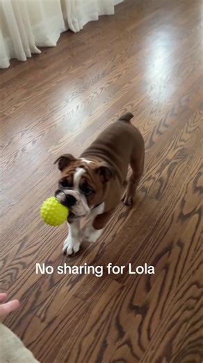 Lola: The Adorable Bulldog Star