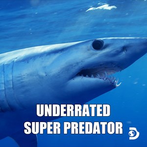 This show is gonna Mako your night! 🦈😉 #SharkWeek’s Mako Mania: Battle For California starts NOW on #Discovery. | Shark Week