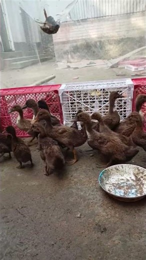 দেশি হাঁস