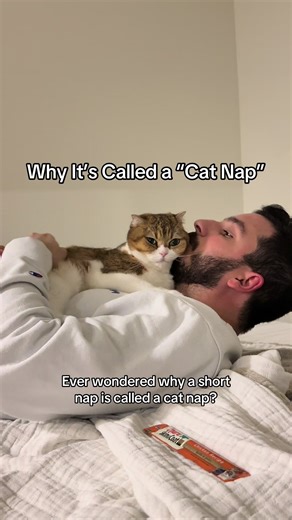 Happy National Napping Day! 😴 The phrase “cat nap” comes from cats’ natural habit of taking many short naps to stay energized and alert. #cat #catsoftiktok #catnap #catfacts #napping