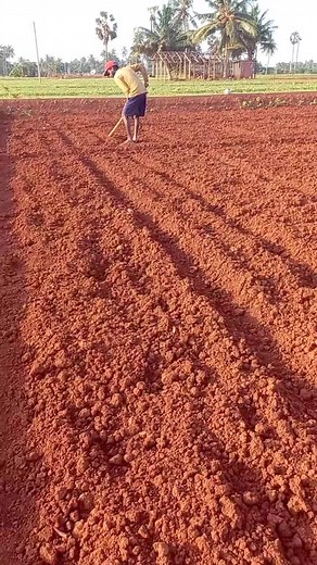 Agricultural Practices in Tropical Farming Regions