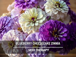 Blueberry Cheesecake Zinnia Seeds – Heirloom, Large Double Blooms in Lavender and Purple (100 Seeds) - Etsy