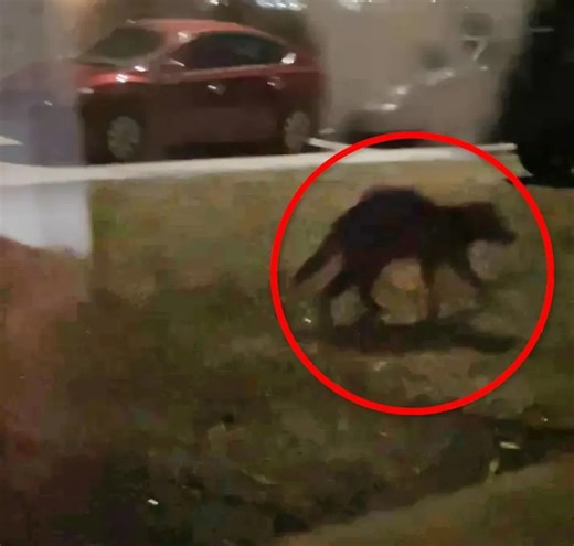 Chupacabra? Woman films eerie creature with glowing red eyes