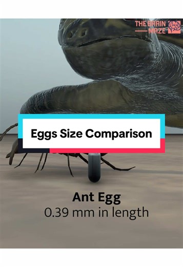 Animal Eggs Size Comparison: From Tiny Hummingbird to Colossal Dinosaur Egg