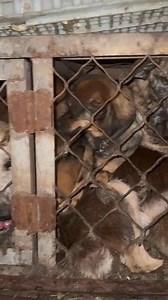 Although the dog and cat meat trade violates many laws and is therefore illegal in China, the consumption of dog and cat meat is legal. The consumption of companion animal's meat has been banned only in few cities, in Shenzhen and Zhuhai. It's confusing. You can legally eat your own dog, as long as you don't trade with its meat! That's the way I understand it. The real solution to end this cruel trade would be to ban the consumption of dog and cat meat. These dogs were rescued on 1st of December