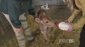 Farm babies return to the Minnesota Zoo