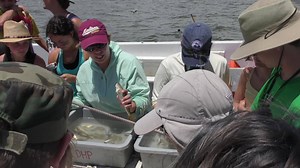 29 reactions · 79 shares | Do you have a high school student interested in marine science? Our four-week residential course is a great way for your student to discover everything the field has to offer. From plankton to sharks, they'll discover it all. Get a sneak peek below in our video and then learn how to apply at www.disl.org/dhp/marine-science-high-school-course. | Dauphin Island Sea Lab | Facebook