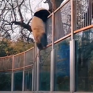 This is the unbelievable moment when a mischievous panda manages to escape from its cage and faces dozens of spectators. However, the security guards acted right away because, even though they look like teddy bears, these animals can pose a serious problem. Subscribe for more http://bit.ly/yt-positive | Positive