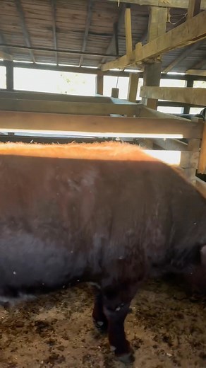 5.7K views · 64 reactions | Nice selection for this evenings cow sale at 7pm. Including 33 pairs,90 bred cows and heifers and 8 breeding bulls. More information call (540)-487-7372. | Shenandoah Valley Livestock Sales | Facebook