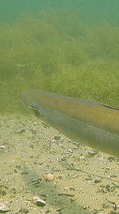 718K views · 3.3K reactions | An underwater snake? | Underfishing | Facebook