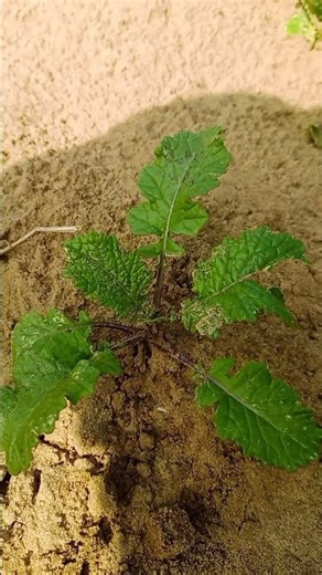 #farming #newमारवाड़ीcomedy #comedyfilms #nature #ekmotahathighumechala #funnycomedy #automobile