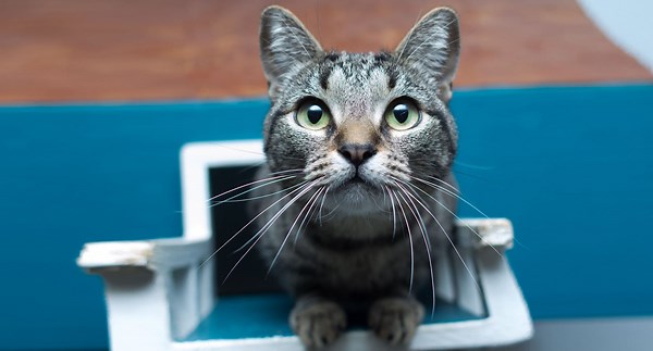 Cat Cam - live camera on the cat patio at spcaLA in Long Beach | Explore.org