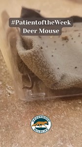 For most people, all mice look the same, and all are undesirable and unwanted house guests! But there are around 10 different species of mice that call Colorado home, including the Deer Mouse, which is this week’s featured patient. Three baby mice were found inside a car engine in Broomfield. There was no sign of the mother, and the car needed to be moved. Fortunately, their finder called Greenwood and sent a photo to our team to determine what species of mouse it was. Deer Mice have white or ta
