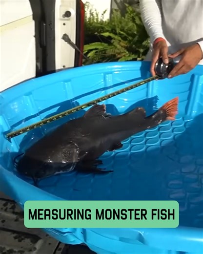 39K views · 526 reactions | Measuring a Monster Fish!  | Zak Catch Em | Facebook