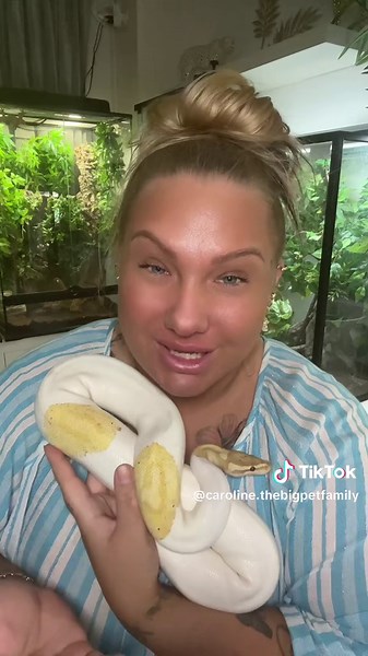 Lite grundkunskap att veta kring Kungpytons 🐍💕 #kungspyton #ballpython #royalpython #python #snake #orm #pets #reptil #reptile #animals #djur #exoticpets #facts #fakta #kunskap #nybörjare #beginner #funny #fördig #fördigpage #fyp #fypシ #foryou #foryoupage