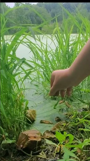 Red-eared Slider Hatchling's Release to the Wild