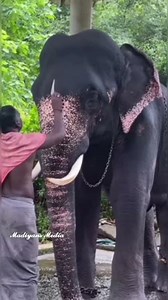 വിനയം.. അനുസരണ..😁😁ചെക്കന്റെ ഒരു നിൽപ്പ് നോക്കൂ!!.. കോന്നി ആനക്കുട്ടി കൃഷ്ണ🔥..❤️ #Shorts