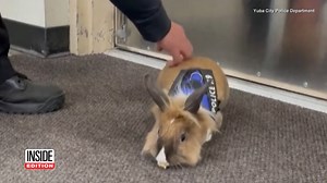 28K views · 792 reactions | Officer Percy, a bunny rabbit, is the newest recruit to the Yuba City Police Department. Last autumn, he was discovered roaming the streets and welcomed into the force. Now it’s Officer Percy’s job to spend his days bringing comfort and smiles to all he meets. | Inside Edition | Facebook
