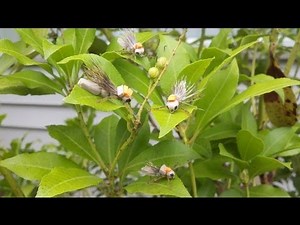 Fly Tying Session: GFA Foam Hopper