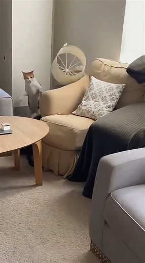 Chihuahua’s Toy Spider Prank Series 😱 Sleeping Cat Goes Crazy