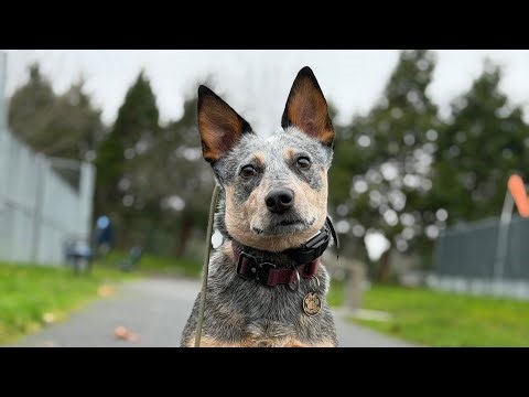Confidence Building & Reactivity Training | Winnie the Australian Cattle Dog | Seattle Dog Training