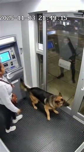 Dog Stops Stranger Leaning Into ATM Booth Window - CCTV Camera ! 🐶 ❤️