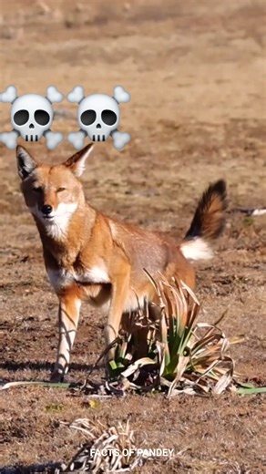 Ethopian Wolf - कुत्ता मत समझना ☠️ l Dangerous Animal l