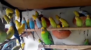 The secret of birds breeding | Australian parrots breeding tips in Urdu | Only 1 breeding tip australian parrots breeding tips in urdu | budgies colony setup breeding progress|australian parrots Australian Parrots Breeding Tips In Urdu-Hindi Bajri parrot breeding tips Australian Parrots Breeding Tips: Budgies eggs dyny k Tips in Urdu/Hindi Budgies breeding guideline | how to breed budgies Australian parrots breeding tips Budgies parrot 100% working breeding tips|| parakeet breeding || breeding f