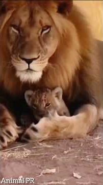 Slapping a Lion: What Happens Next Will Shock You! #wildlifeconservation