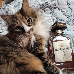 FrothyMilkshake - Speedrun.com